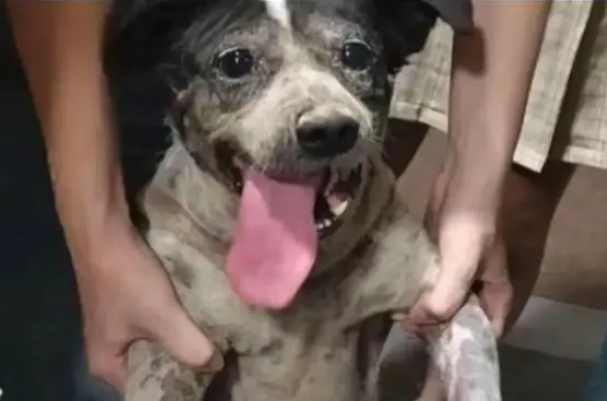 福州大学流浪狗回回