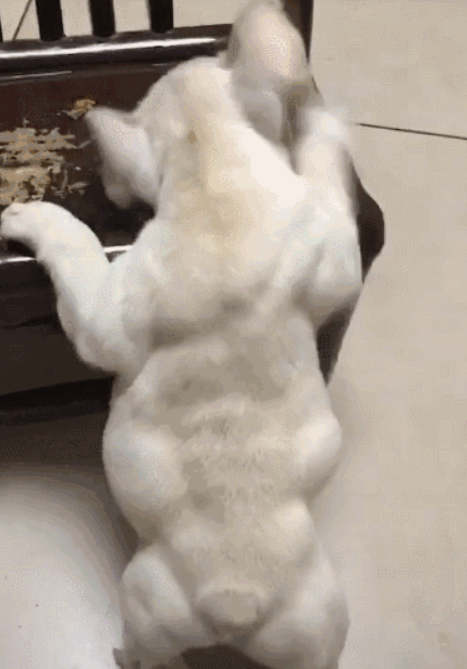 这只狗狗一身的腱子肉，看起来不好惹……