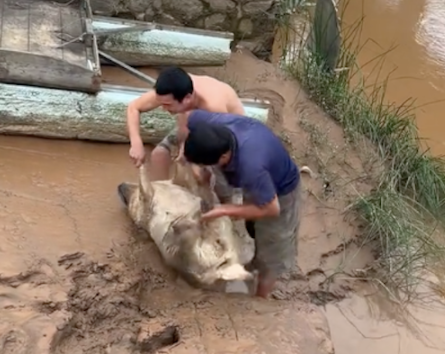 拉布拉多偷偷下江游泳上不来了，请了两个人才将它抬上岸！