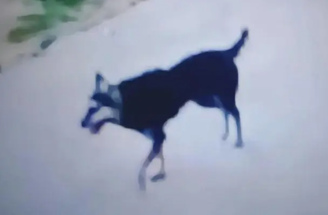 被狗咬伤18天后离世!生命的消逝与责任的呼唤