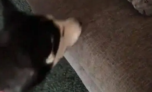 碰到这样一只烦人的哈士奇，猫咪的内心是十分崩溃的