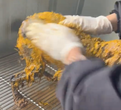 泰迪被恶意泼了油漆，它疼痛难忍跳进水里泡着，但已无法清洗干净