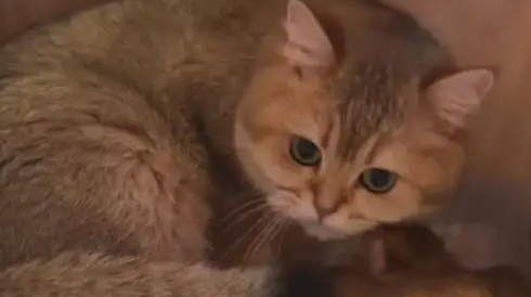 铲屎官买了个新窝，猫妈妈马上叼着孩子入住！