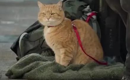 《流浪猫鲍勃2》网红橘猫惹人爱 动物为什么难拍