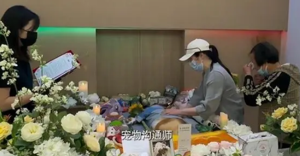 猫咪去世后花上万元找宠物沟通师 结果扎心了……