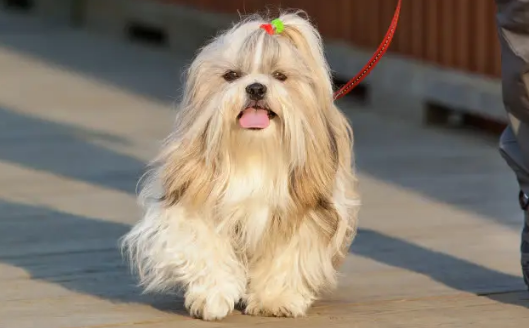 营造文明养犬氛围，北仑这么干