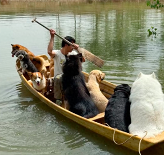 带日托班的狗狗们划船，结果到湖中间翻船了！