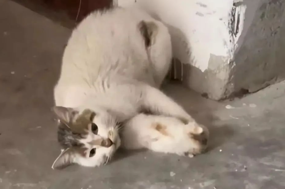女子下车库被母猫拦住，猫妈妈的求助，让网友们觉得“太有灵性”