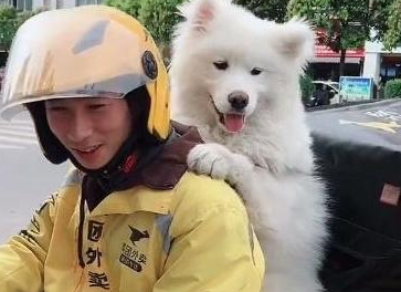 外卖小哥拉风了，带着萨摩耶送外卖，汪：我要骑着你们的外卖笑