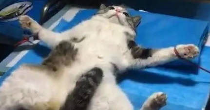 猫咪被绑住做手术，努力用尾巴遮住私处：这是我最后的倔强
