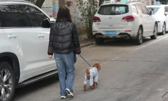 遛狗不牵绳狗被车撞死 狗主人索赔3.7万元