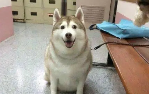 二哈寄养奶奶家，铲屎官去领狗时笑了