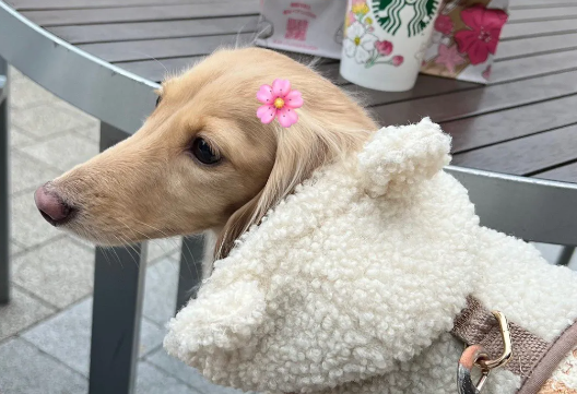 网友霸占狗窝，贴心腊肠犬完全没生气，还送温暖~