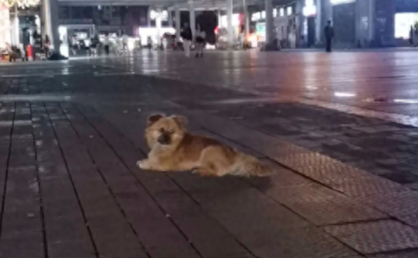 狗狗被主人遗弃2个月了，它依然在原地等待！