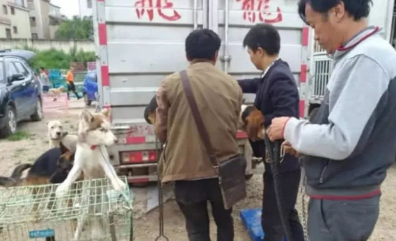 狗狗被狗贩拉去车上，旁边哈士奇一动作，让人看了满脸心疼