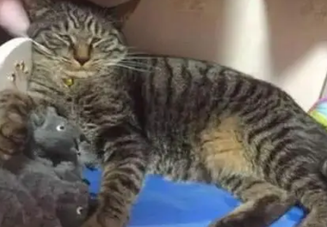 猫咪躺床上睡觉,主人在旁边放了老鼠玩具,猫咪醒来时表情太逗 猫咪躺床上睡觉,主人在旁边放了老鼠玩具,猫咪醒来时表情太逗
