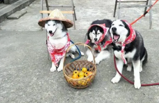 哈士奇在农村的这些装扮，真的毫无违和感，让人眼前一亮
