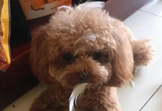 3只宠物狗被婆婆砍杀，南京官方回应！