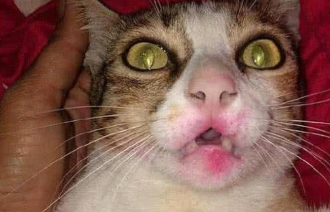 醉酒回家的女主，硬要抱猫咪睡觉，隔天一瞅笑到腿软