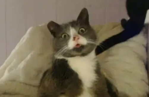 流浪猫经常吐舌头,小伙看上后想收养,却得知它的独特是因为生病 流浪猫经常吐舌头,小伙看上后想收养,却得知它的独特是因为生病