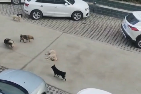 一小区流浪犬泛滥数次攻击小孩，物业称曾尝试抓捕未果