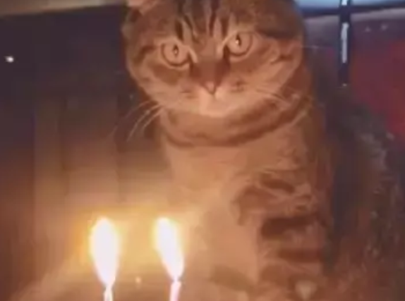 铲屎官给猫咪过生日,它看着蜡烛发愣:不会是要吃烤猫肉吧 铲屎官给猫咪过生日,它看着蜡烛发愣:不会是要吃烤猫肉吧
