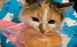猫咪爱偷吃，就算是热乎乎的丸子也要直接抢，为了吃被烫也不怕