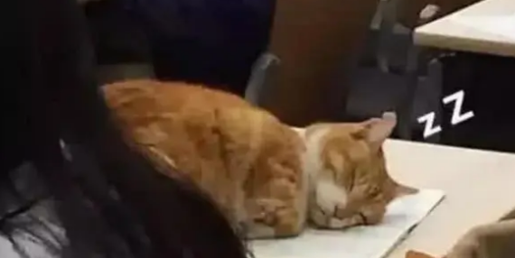 男子带猫咪去上课，没过多久就困得眼泪花花，坚持不住睡着了