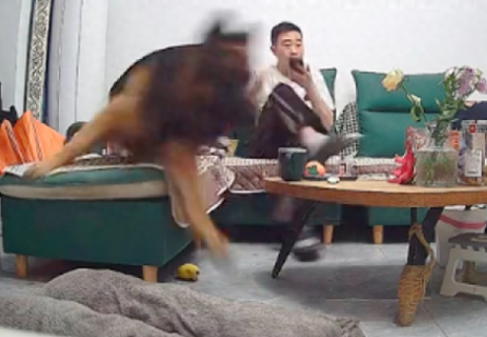 听到敲门声德牧马上冲向门口，对方看到狗连退几步