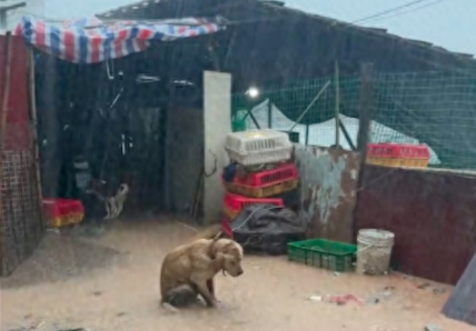 拉布拉多被拴在院子里淋雨，老板娘开价1千2