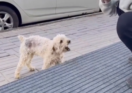 流浪狗既渴望得到人的投喂，又害怕人的抚摸