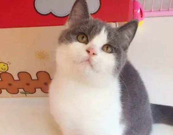 猫咪最近总是去窗台边,主人好奇跟去一看:这是谈恋爱了? 猫咪最近总是去窗台边,主人好奇跟去一看:这是谈恋爱了?