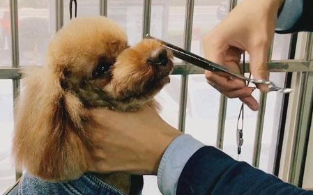 自己动手给宠物美容的操作大全