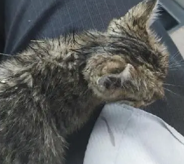 小流浪猫在快车道上缩成一团，被带回家后睡得四仰八叉：有家了