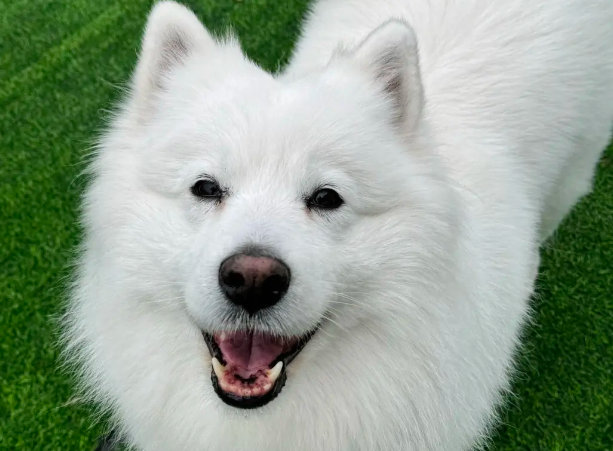 萨摩耶不想洗澡，从宠物店溜走跑回家...