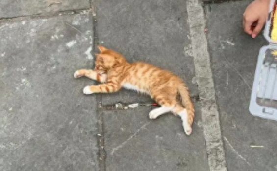 宠物店将卖不掉的猫咪，直接给扔到垃圾桶里