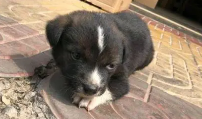 小奶狗被扔在路边，网友抱起来一看，丑萌丑萌的爱上它了