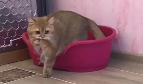 铲屎官买了个新窝，猫妈妈马上叼着孩子入住！