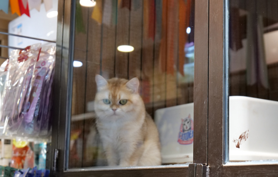 小猫买来一周就死，碰到“星期猫”该怎么办？