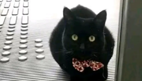 两年内黑猫不断试图闯入，却屡次被警卫员拦截，最后究竟谁胜谁负