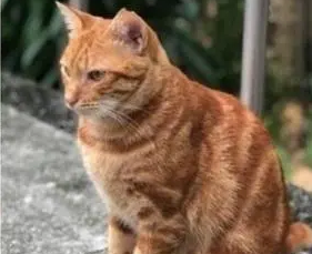 为了收编流浪橘猫，宠主每天花5个小时陪伴，最终得到它的信任