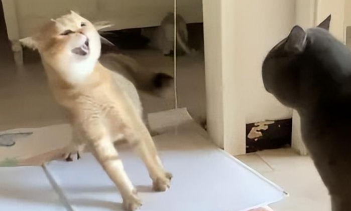 猫跟同伴吵架,吵着吵着气缺氧了,直接晕倒…这骂得多脏啊 猫跟同伴吵架,吵着吵着气缺氧了,直接晕倒…这骂得多脏啊