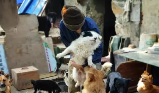 外卖小哥十年如一日，带着狗狗送快递，温暖画面感动无数人