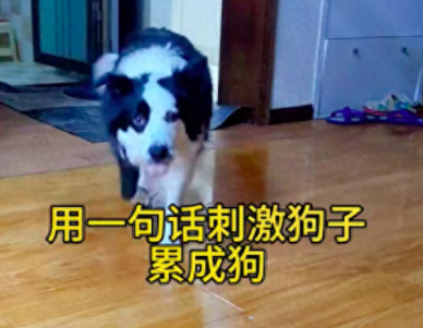 主人说边牧太胖了，没想到它立马上跑步机开始跑步，被刺激到了？