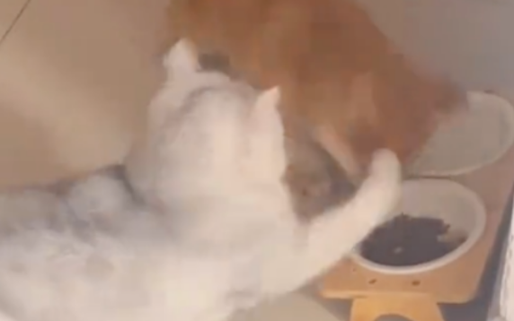 狗狗当着猫的面偷吃猫粮，结果被狠揍了一顿