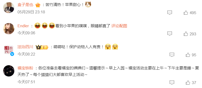 福宝最爱吃苦竹和糖心苹果，真的太萌了