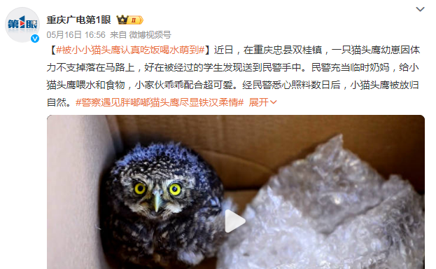 被小小猫头鹰认真吃饭喝水萌到了！