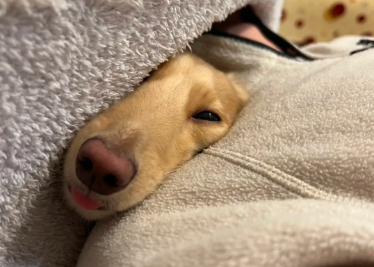 网友霸占狗窝，贴心腊肠犬完全没生气，还送温暖~