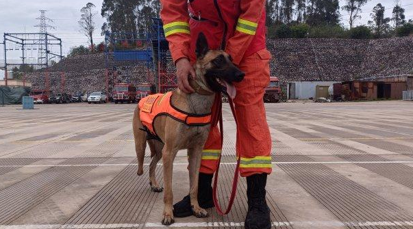 为救人受伤截肢！搜救犬“昆兰”见面会在玉溪举行