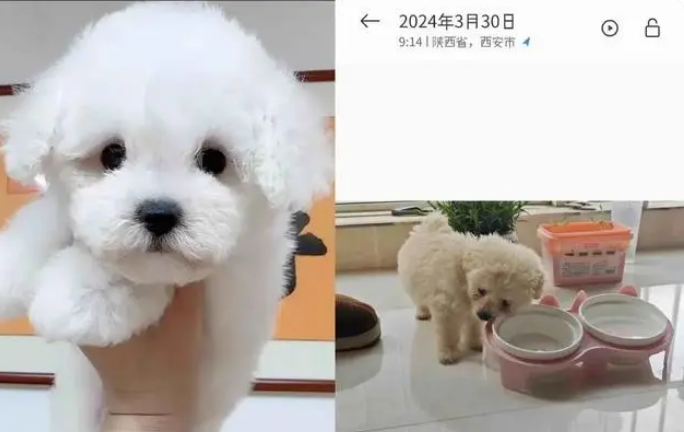 说好“0元领养宠物”却被捆绑消费3600元